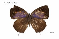 藏品(伏氏鋩灰蝶)的圖片